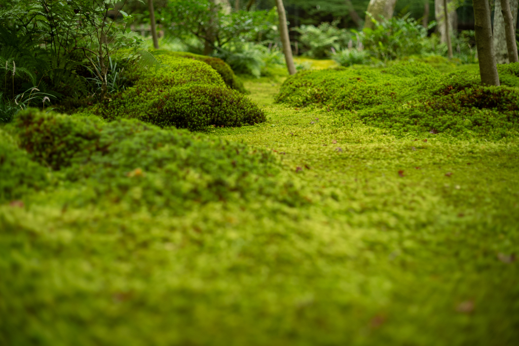 苔の寺