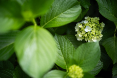 紫陽花の季節