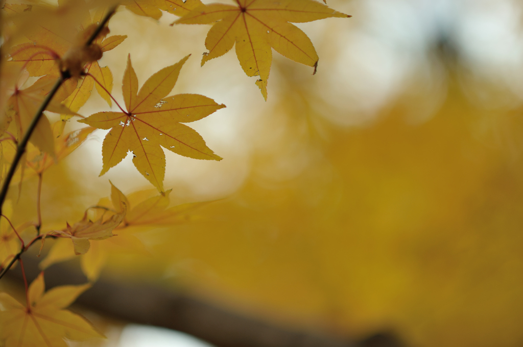 autumn for tokyoites 2019