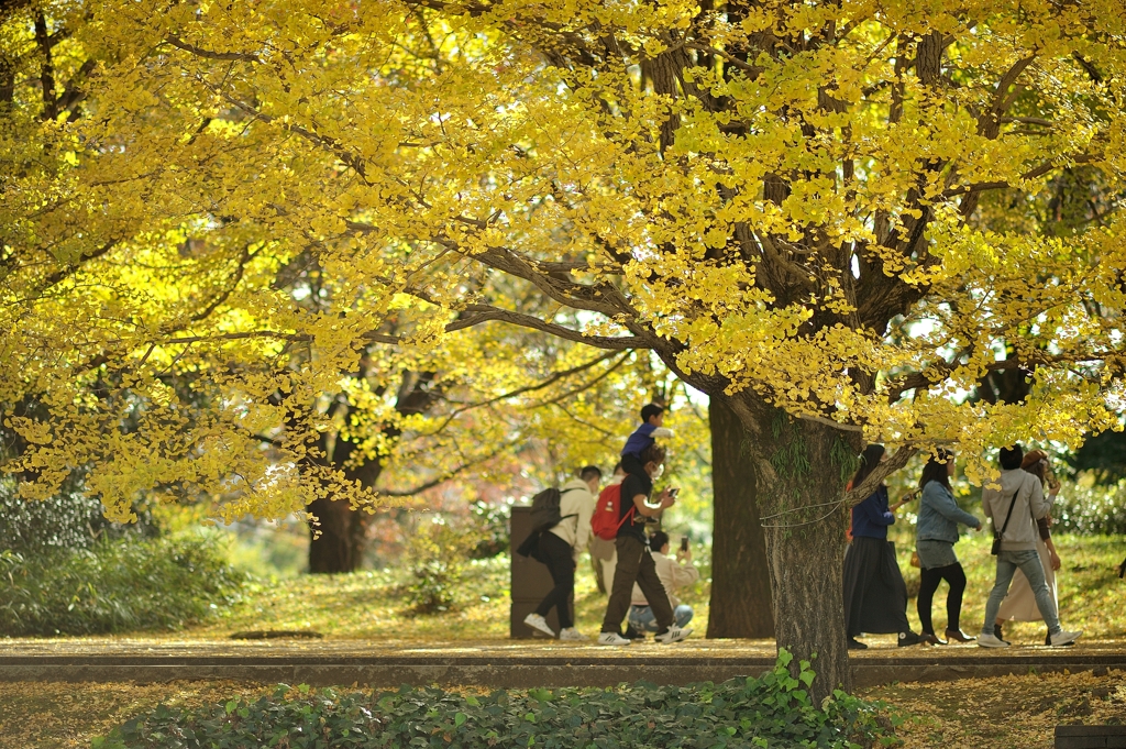 autumn for tokyoites 2020