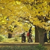 autumn for tokyoites 2020