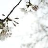 spring for tokyoites