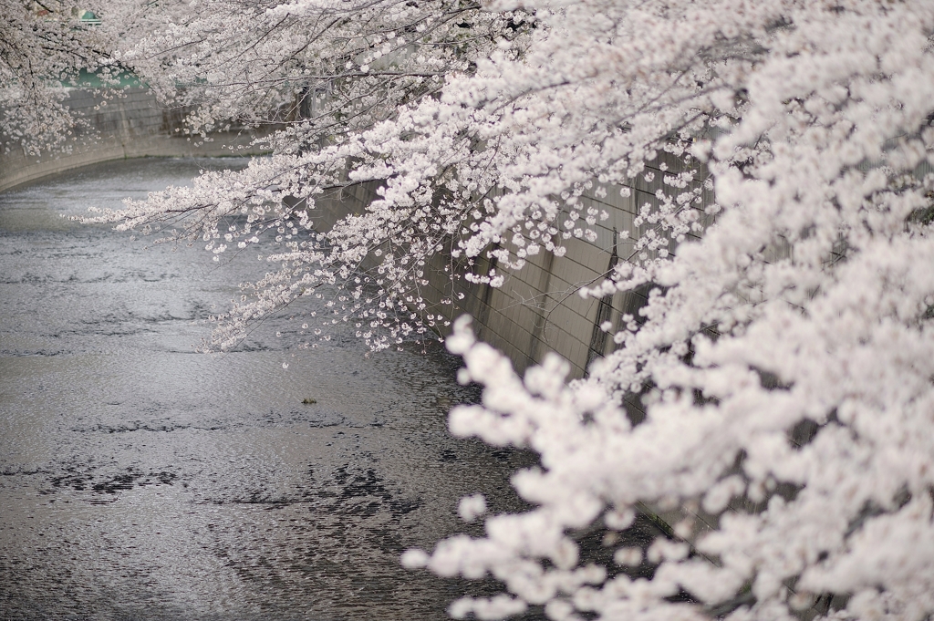 spring for tokyoites 2021
