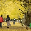 autumn for tokyoites 2019