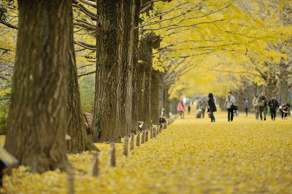 autumn for tokyoites 2019