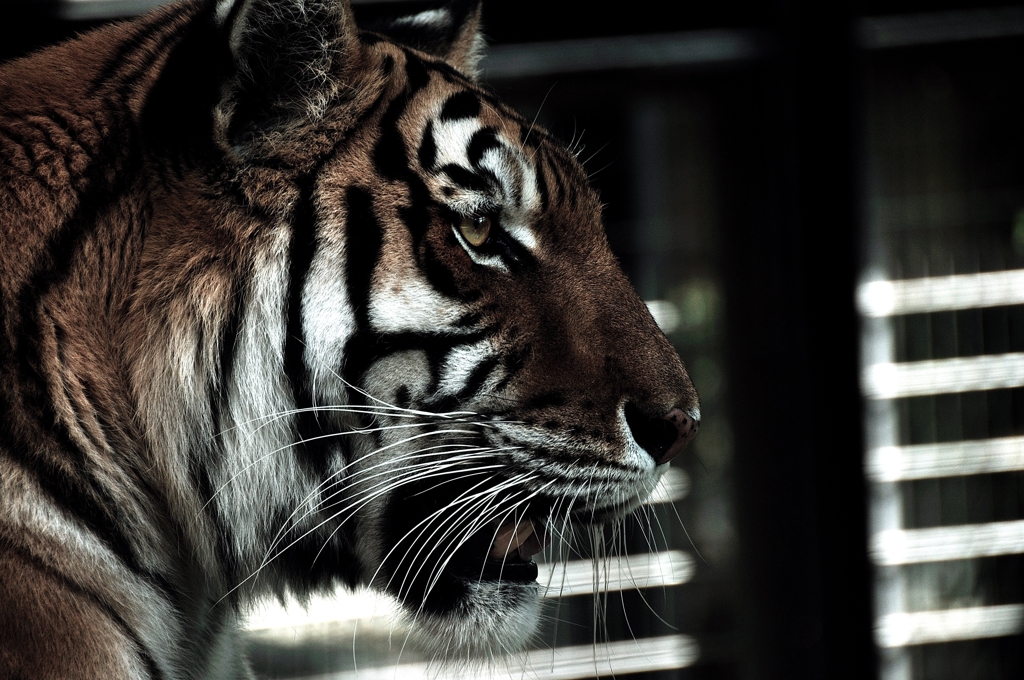 glaring eyes