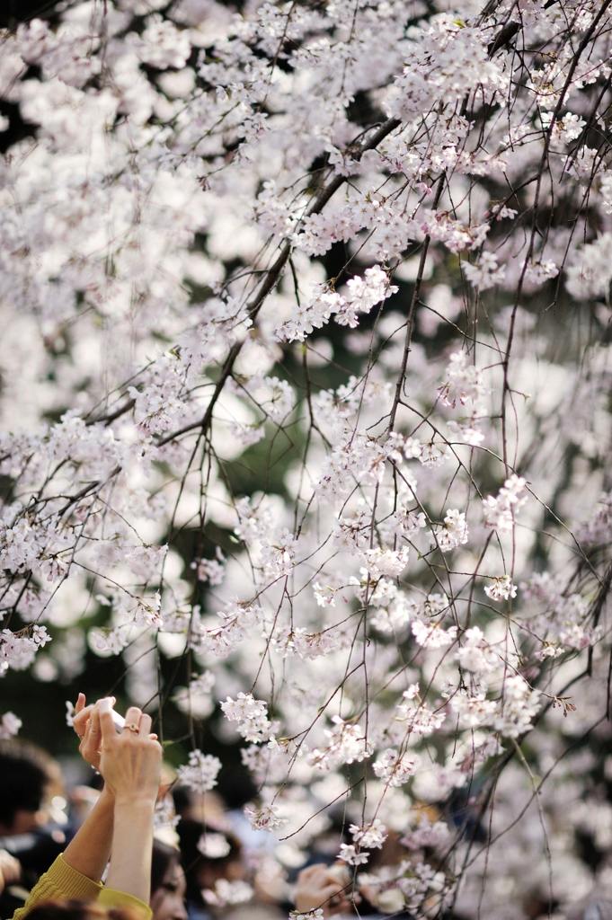spring for tokyoites