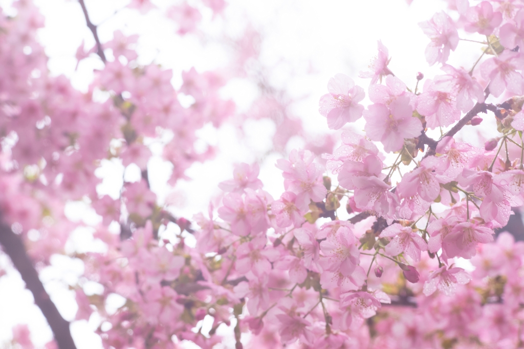 spring for tokyoites 2024