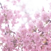 spring for tokyoites 2024