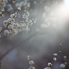 spring for tokyoites 2024