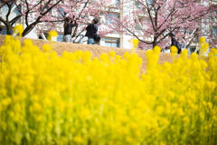 spring for tokyoites 2026
