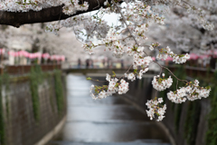 spring for tokyoites 2025