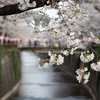 spring for tokyoites 2025