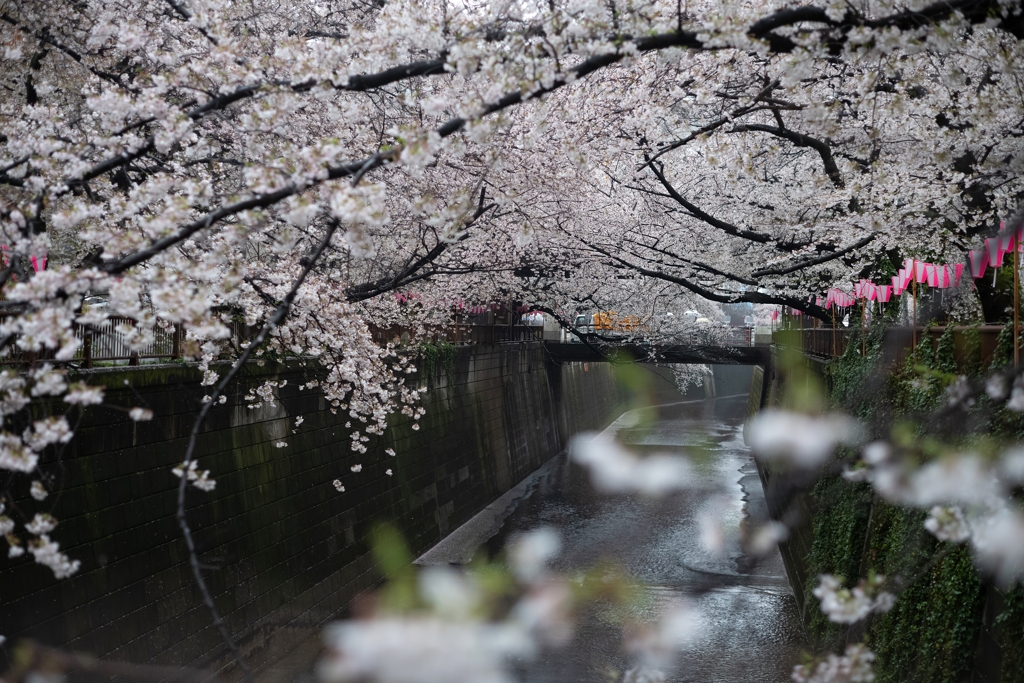 spring for tokyoites 2023