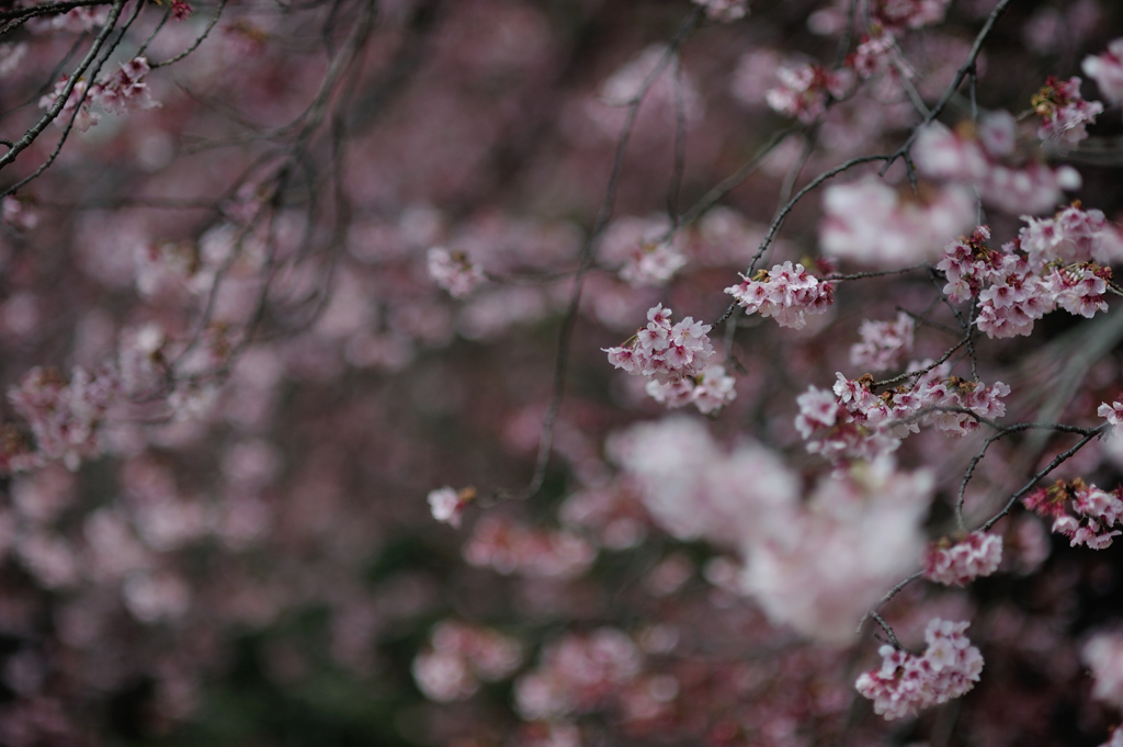 spring for tokyoites 2019
