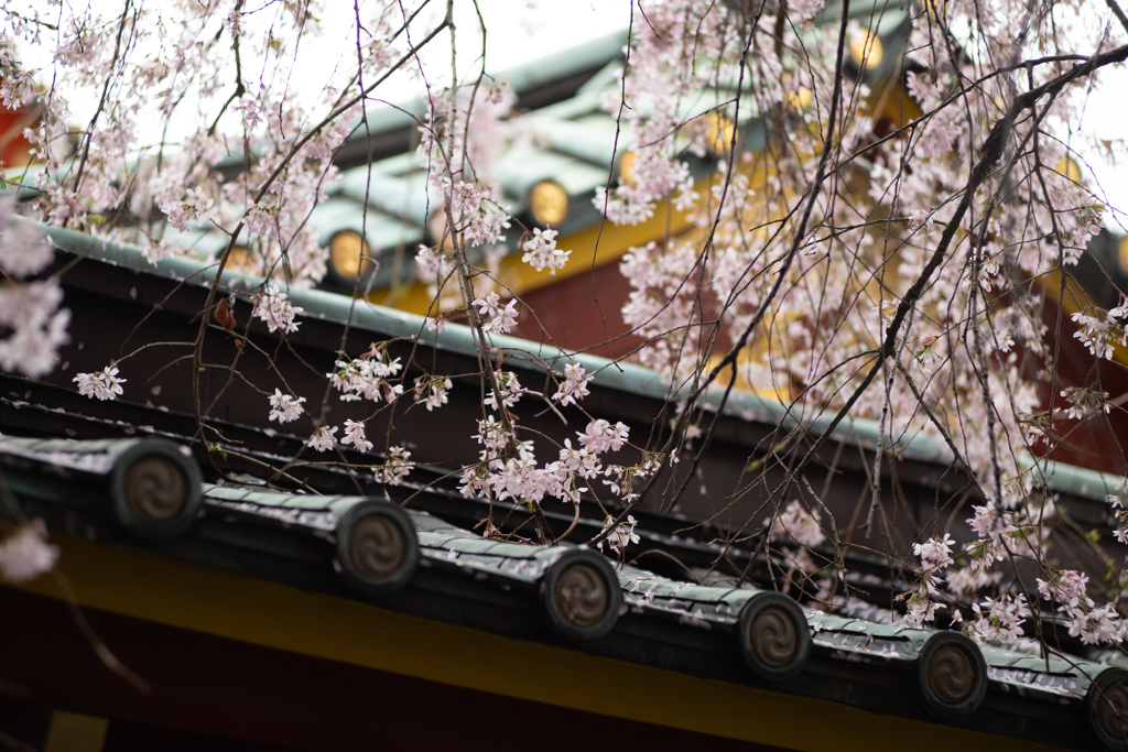 spring for tokyoites 2025