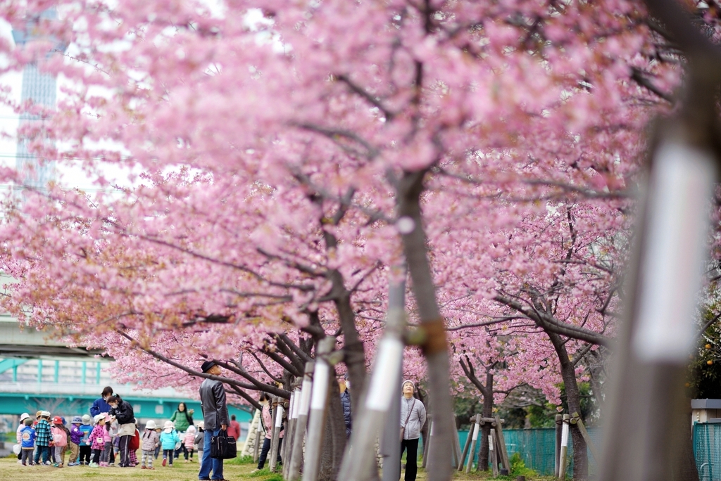 spring for tokyoite