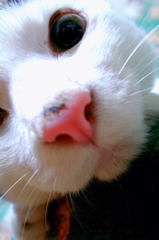 high-key cat