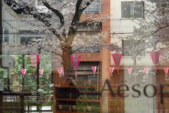 spring for tokyoites 2025