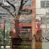 spring for tokyoites 2025
