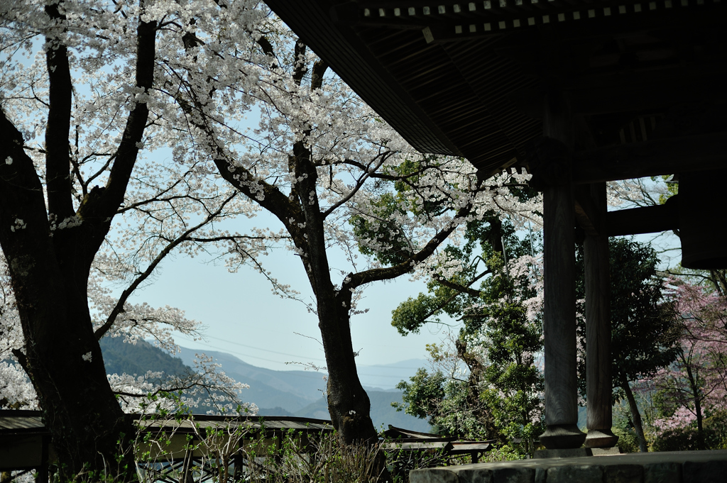 spring for tokyoites 2018