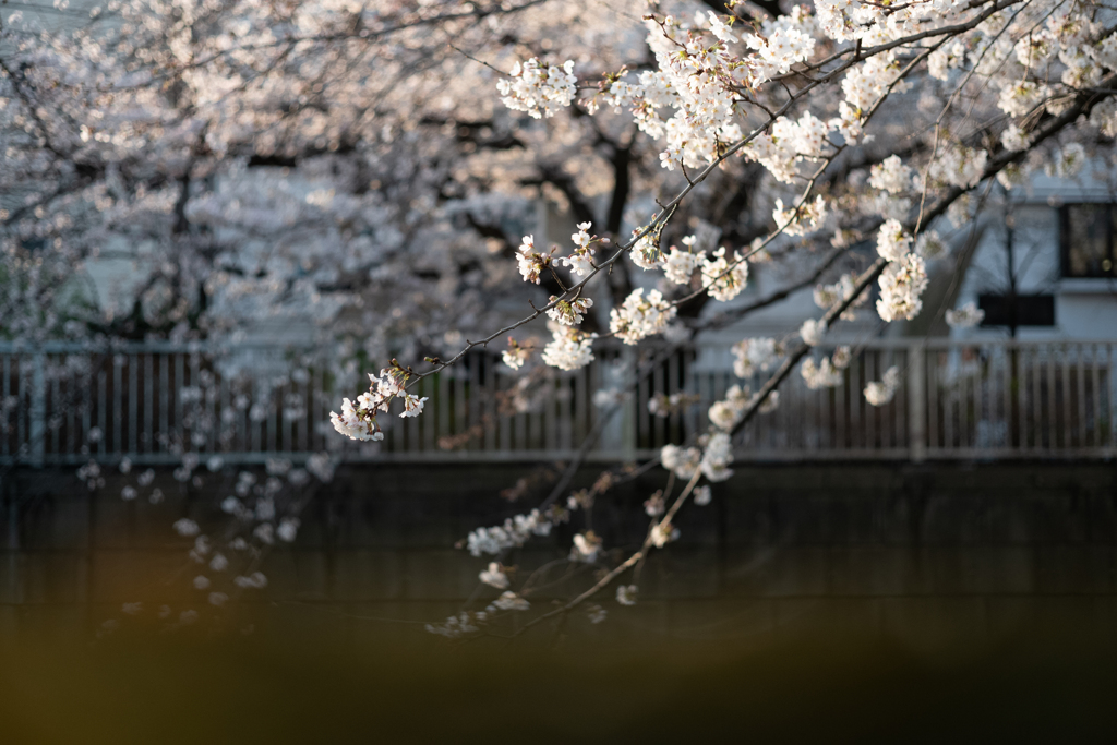 spring for tokyoites 2023