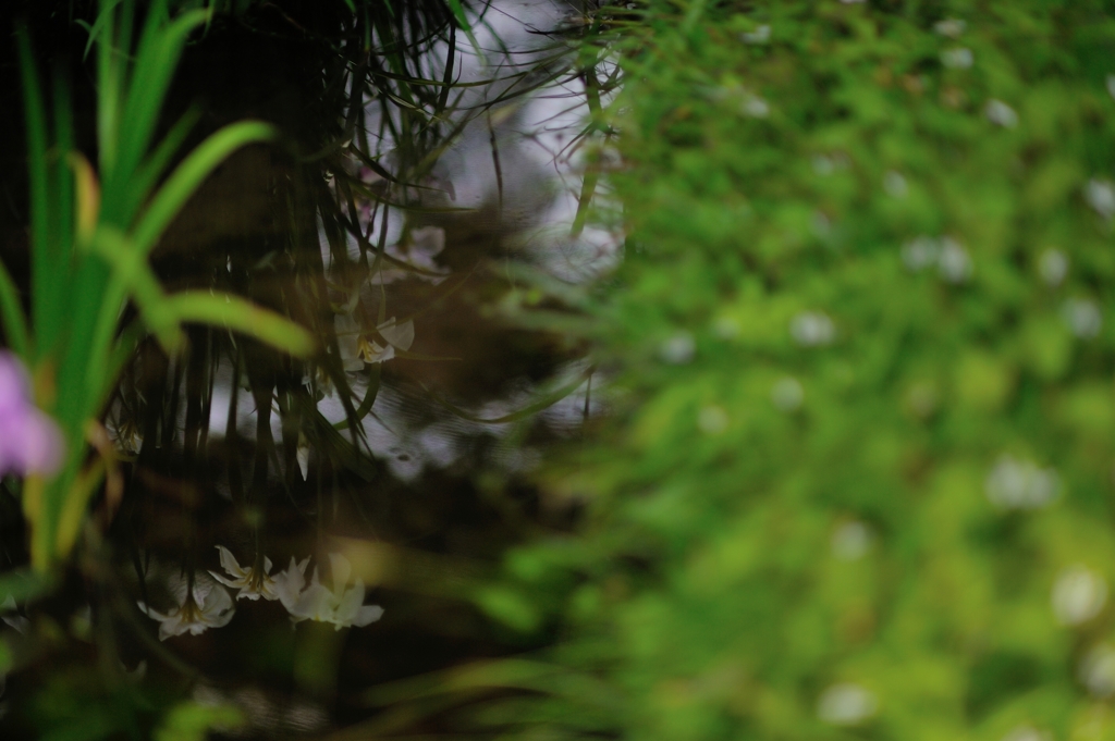 小石川の花菖蒲