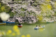 spring for tokyoites 2021