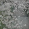 spring for tokyoites