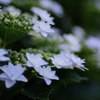 紫陽花
