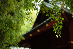 金王八幡宮の緑