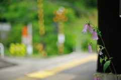 白丸駅の花