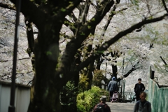 spring for tokyoites 2019