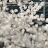 spring for tokyoites