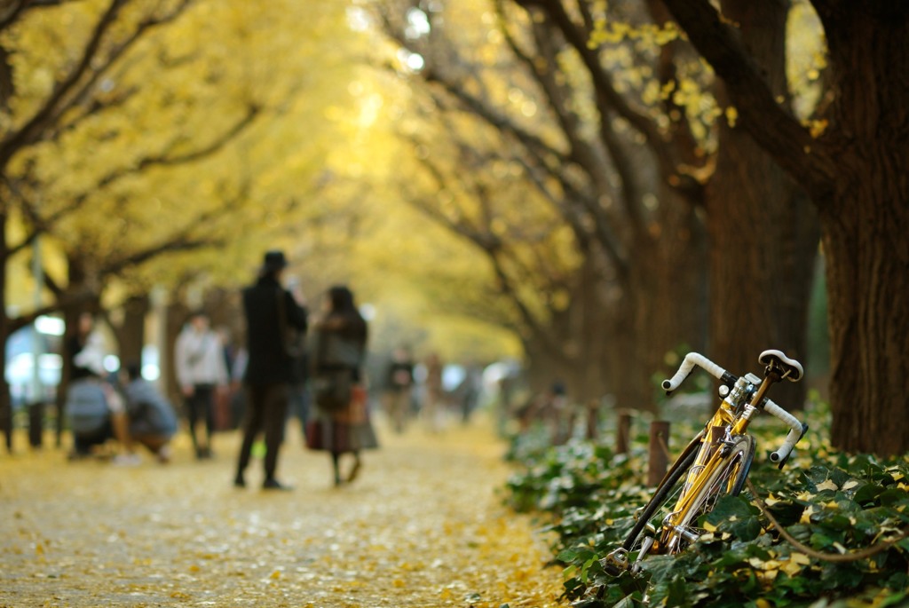 東京銀杏日和