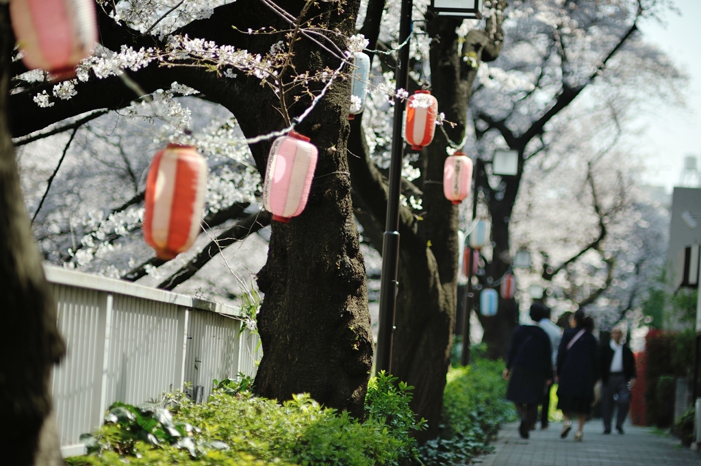 spring for tokyoites 2019