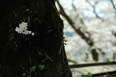 spring for tokyoites 2018