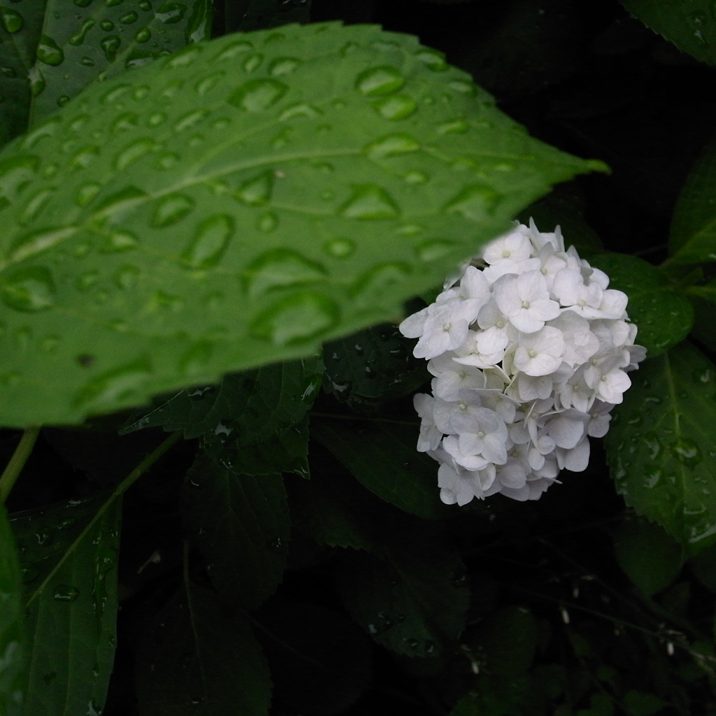 雨上がり