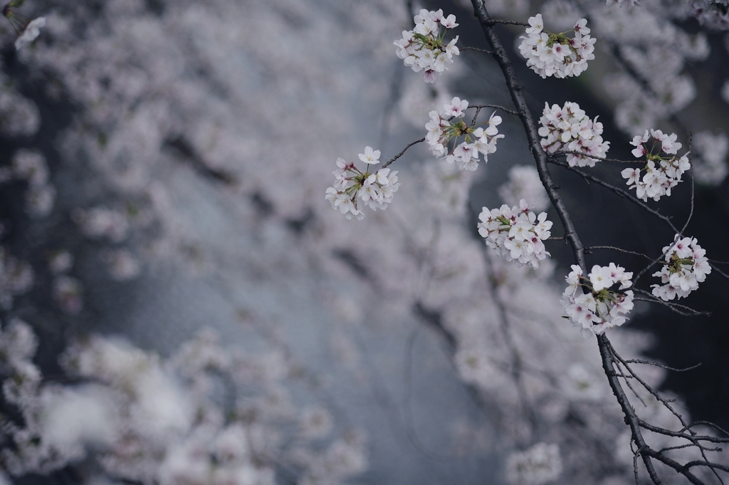 spring for tokyoites 2021