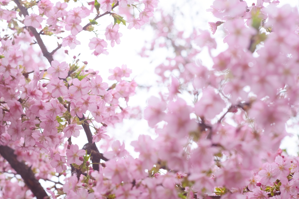 spring for tokyoites 2024