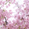 spring for tokyoites 2024