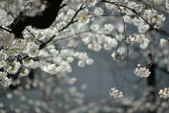 spring for tokyoites