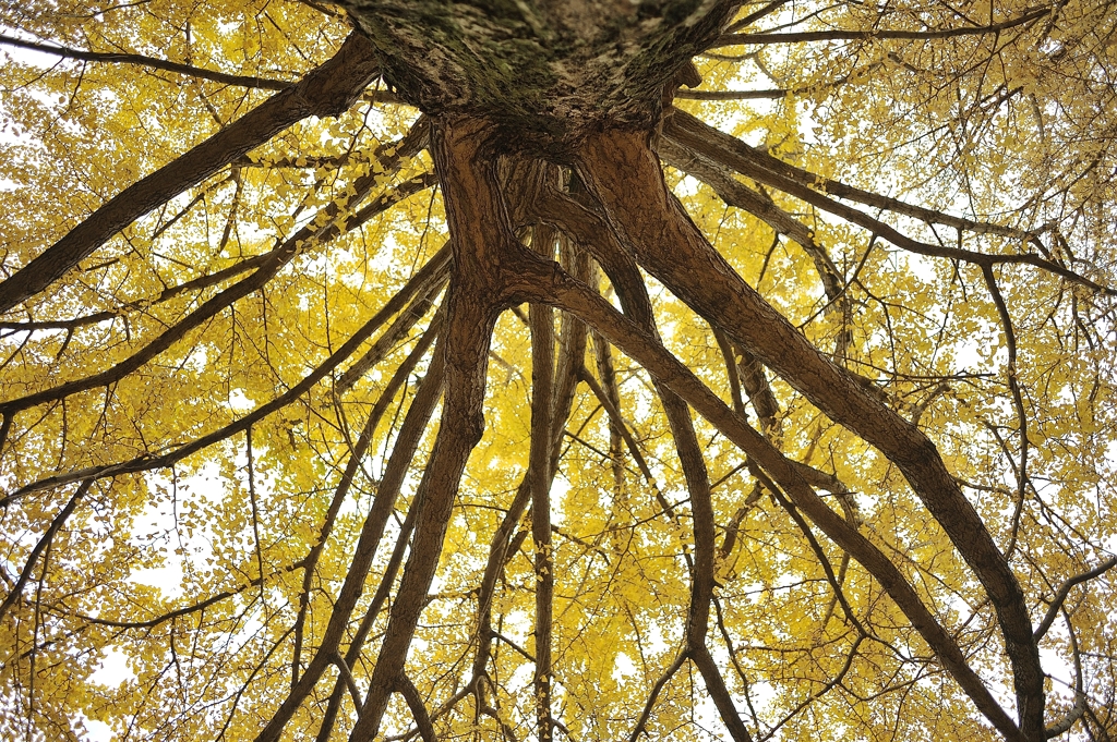 autumn for tokyoites 2021