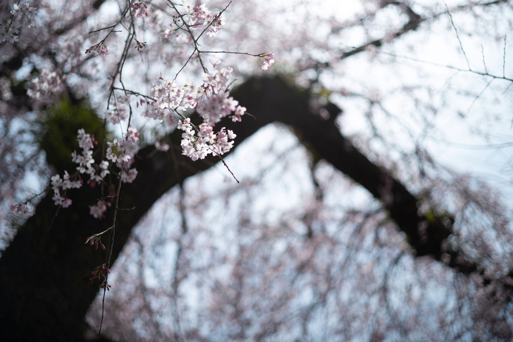 spring for tokyoites 2024