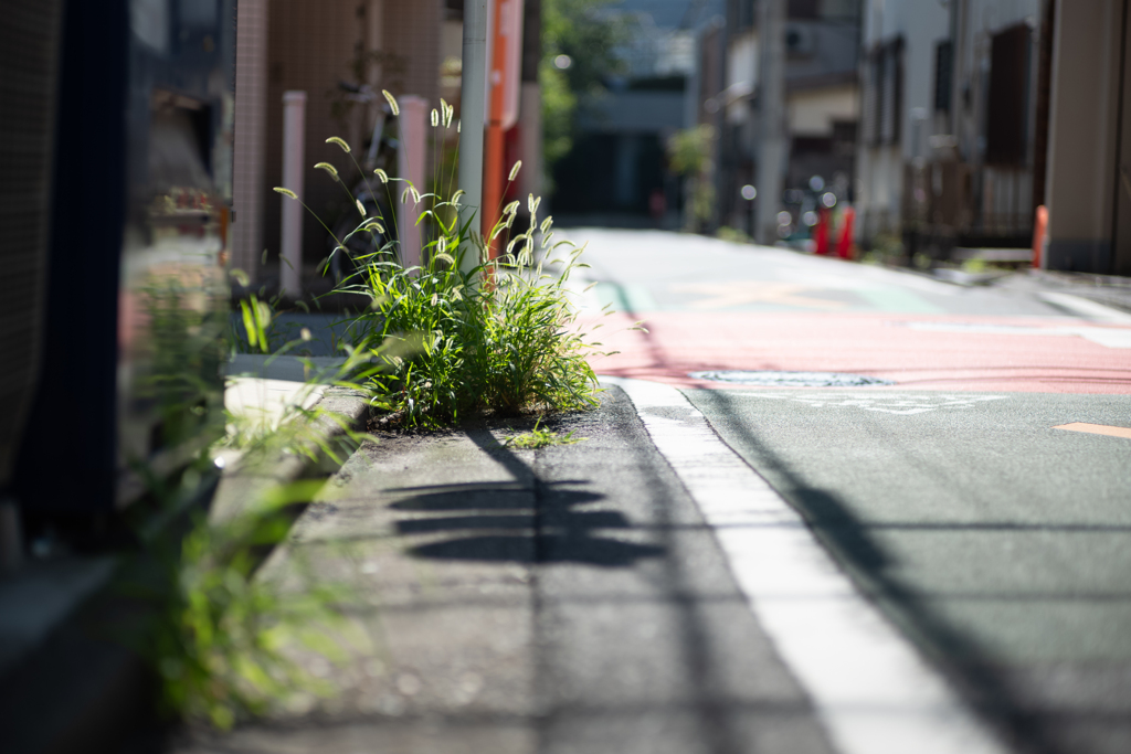 道端の雑草