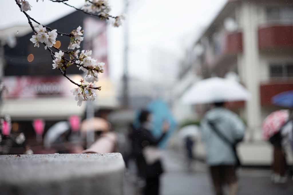 spring for tokyoites 2023