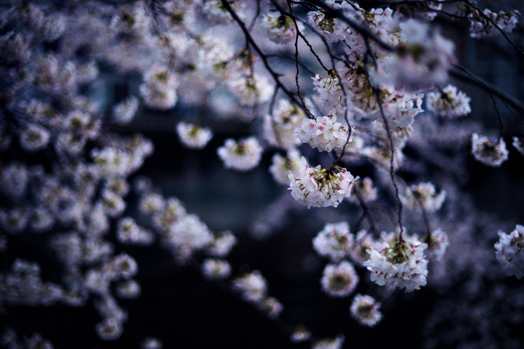 神田川の桜