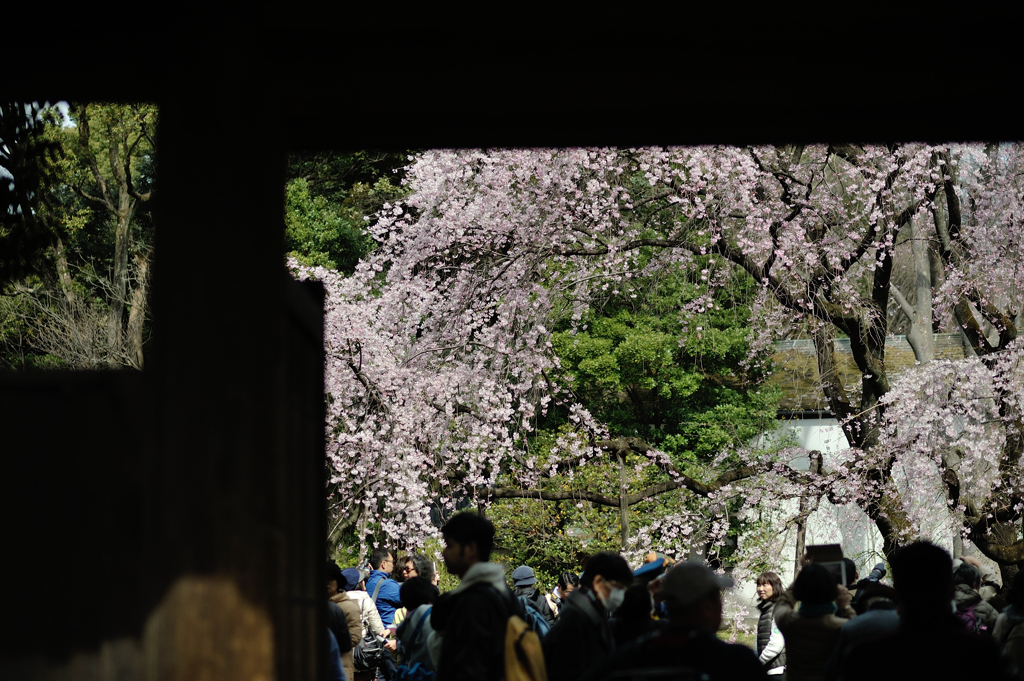 spring for tokyoites