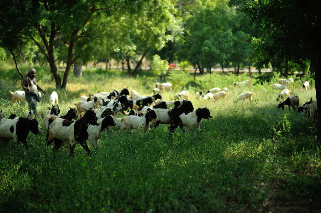 a man with goats