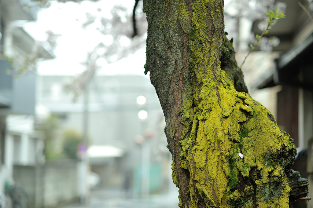 spring for tokyoites